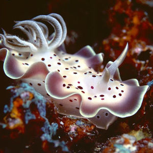 Meet your Posher, Zane